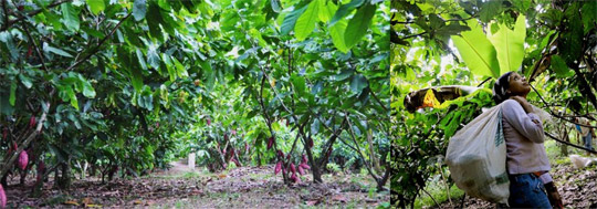 La plantation San Jos Domori de cacao Criollo es t un hritage pour l 'avenir du cacao.
